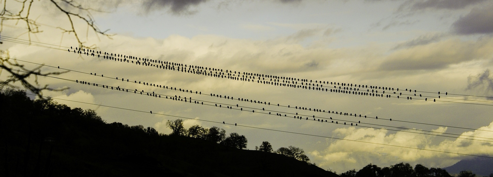 birds-on-wire-962437-edited.jpg