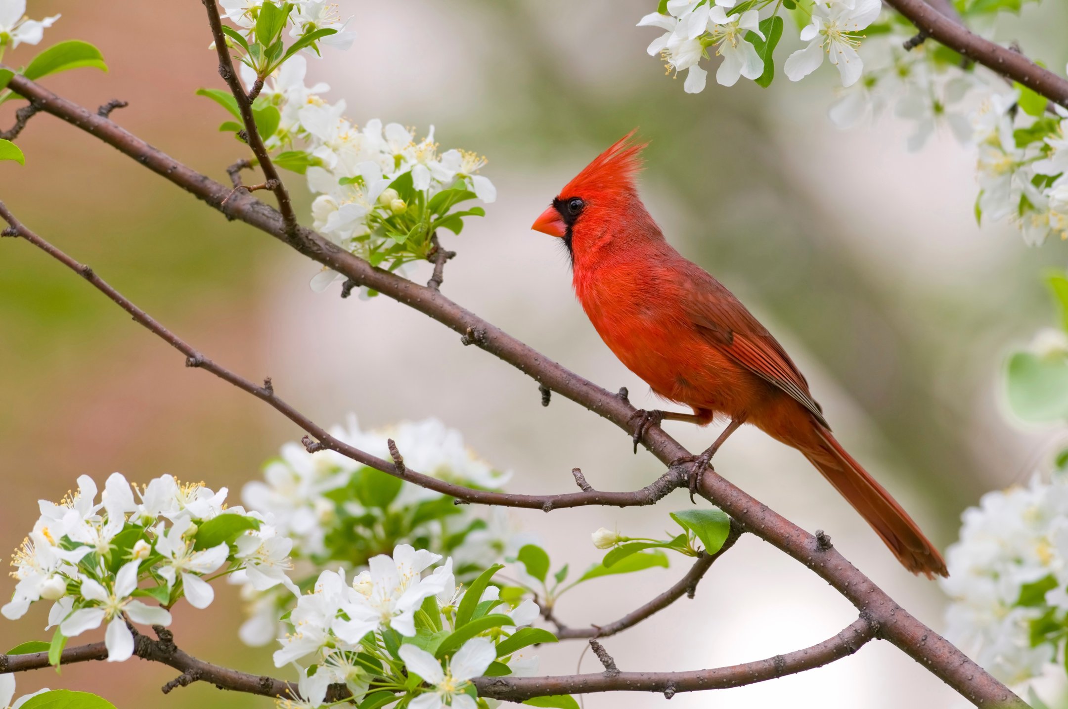 virginia-cardinal-dogwood